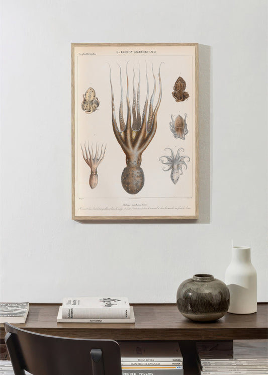 illustration française vintage d'un Eledone