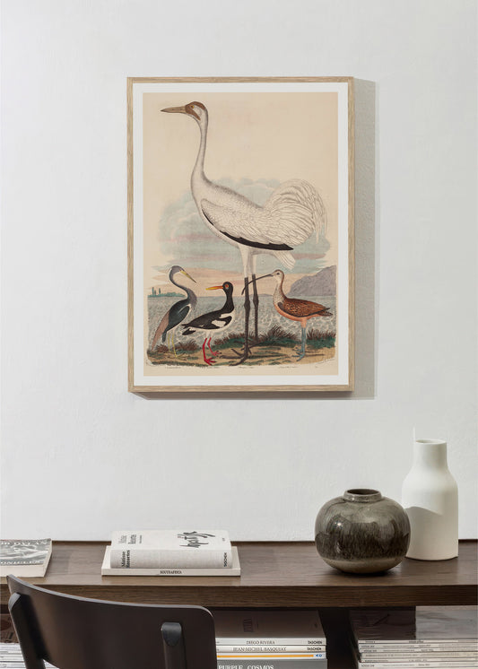 Louisiana Heron, Pied Oyster-catcher, Hooping Crane and Long-billed Curlew, by John G. Warnicke