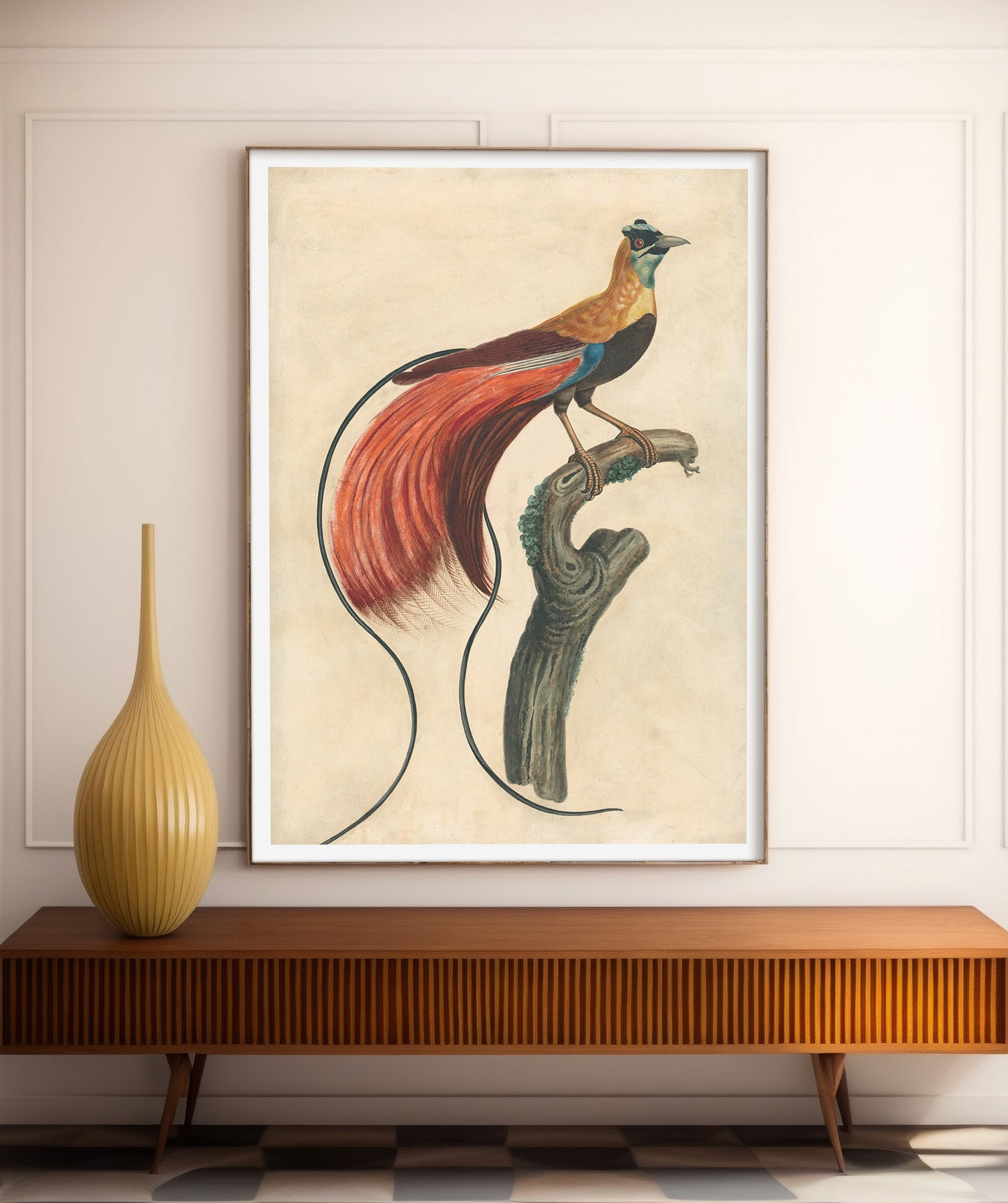 Paradisier à plumes rouges, John Collet