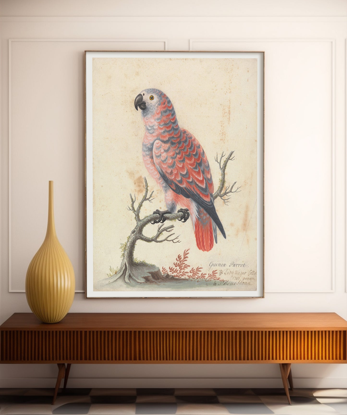 Poster of an 18th century watercolor of a Guinea Parrot