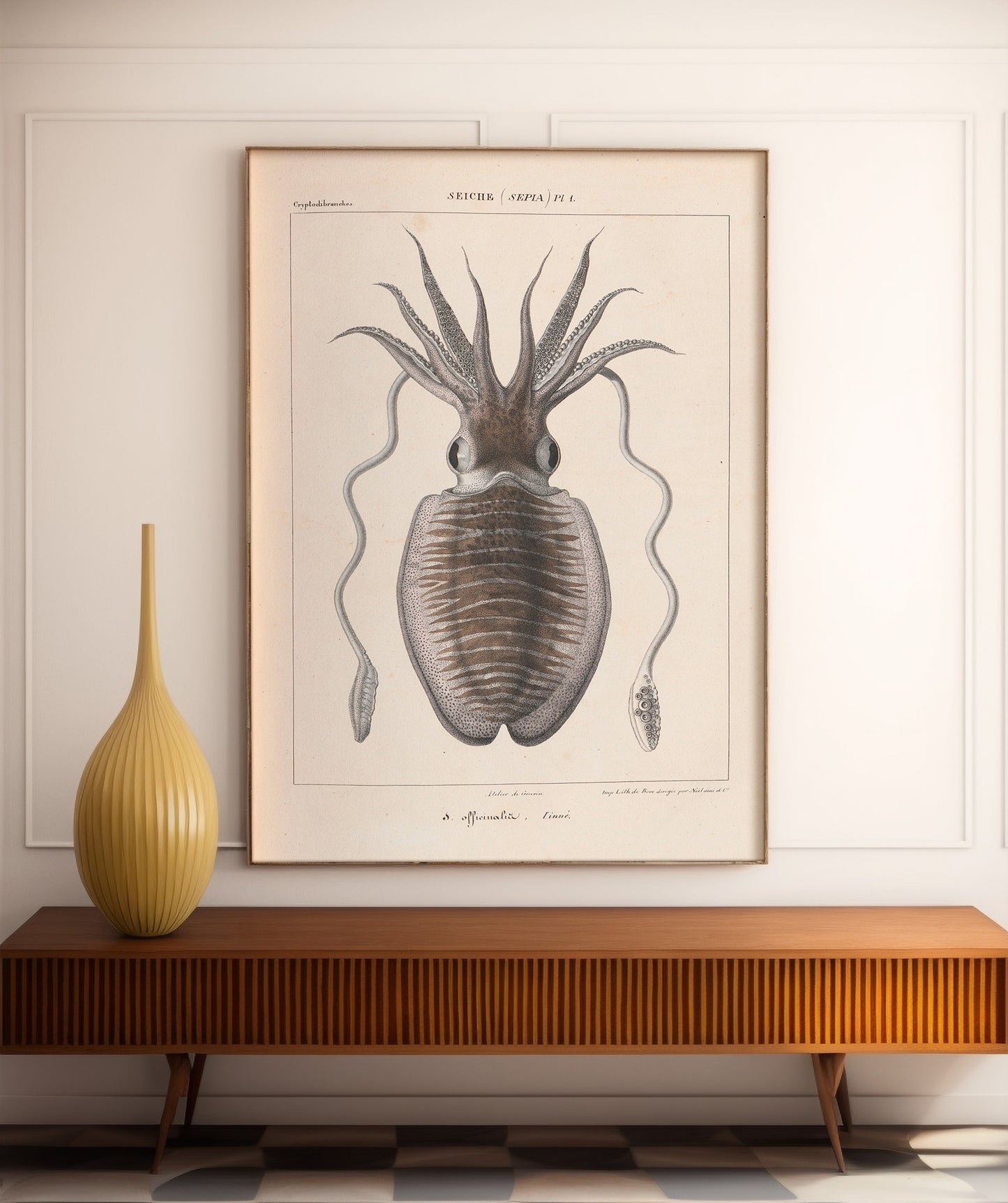 Vintage french illustration of a Cuttlefish