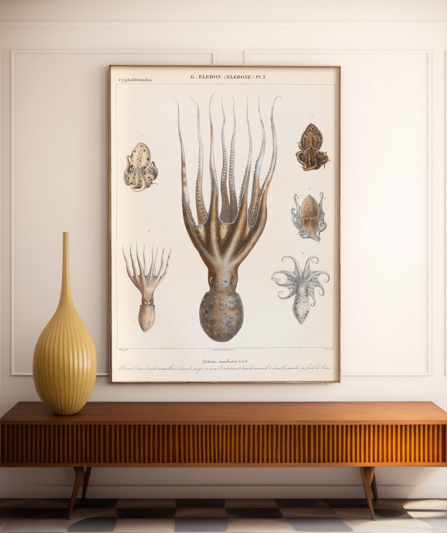 vintage french illustration of an Eledone