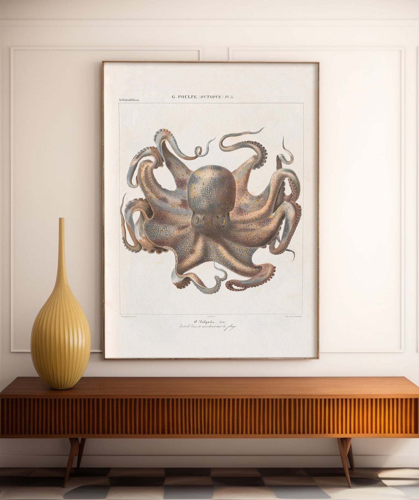 Vintage French illustration of an octopus