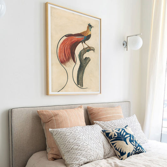 Red-Plumed Bird-of-Paradise, John Collet