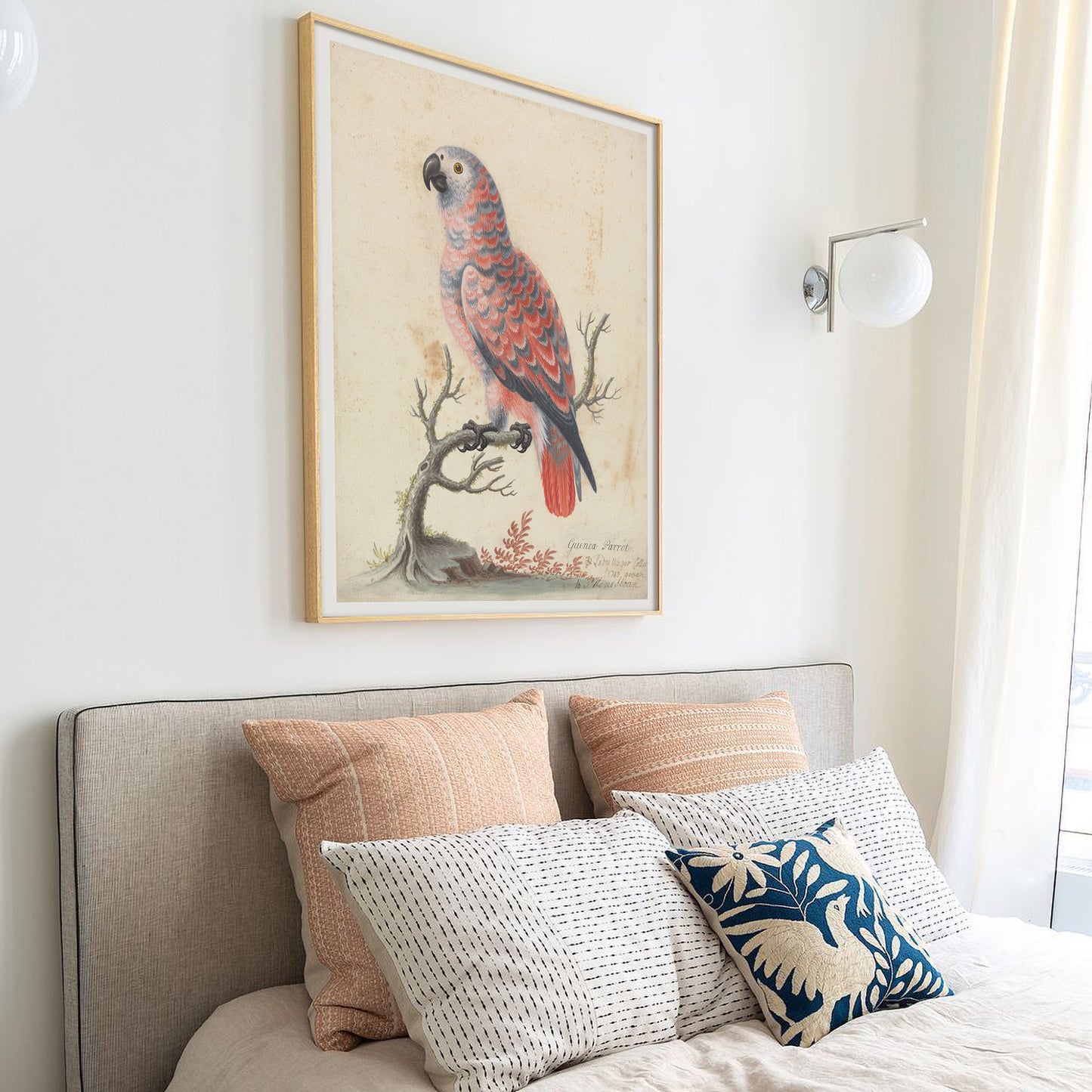 Poster of an 18th century watercolor of a Guinea Parrot