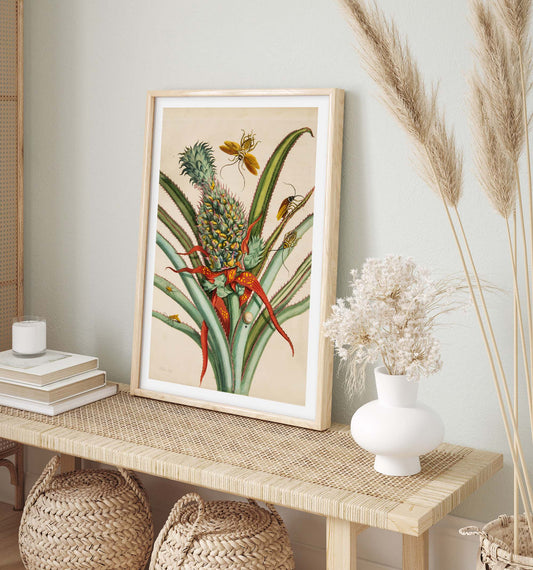 Affiche Anna Maria Sibylla Merian "Ananas sur la plante"
