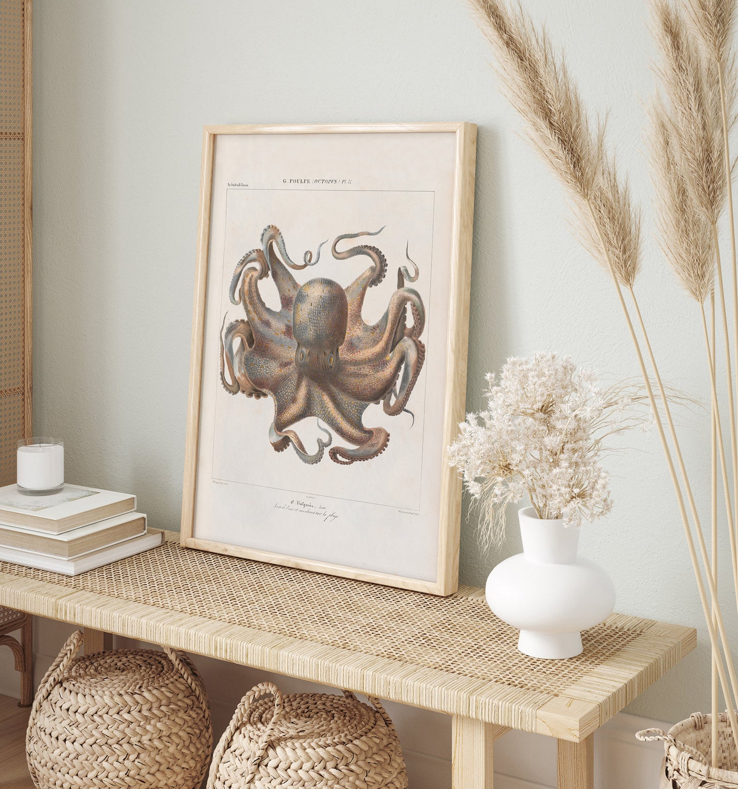 Vintage French illustration of an octopus