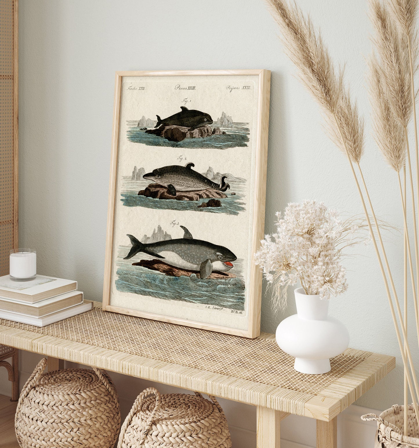 Affiche vintage Histoire Naturelle - Jacob Xaver Schmuzer "Fische, Pisces, Poissons XXIII"
