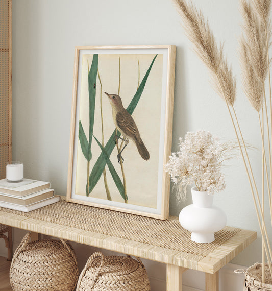 Paruline des roseaux, par John Lewin