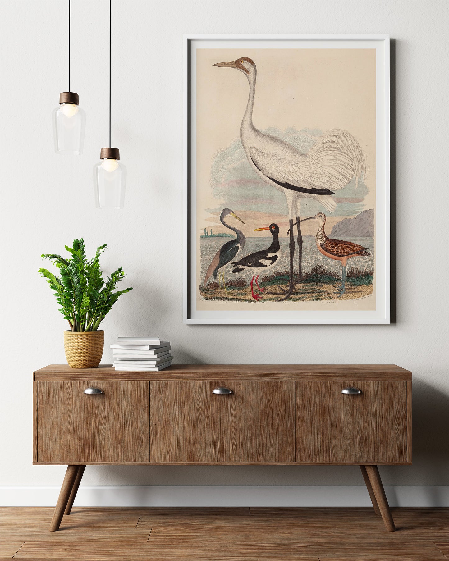Louisiana Heron, Pied Oyster-catcher, Hooping Crane and Long-billed Curlew, by John G. Warnicke