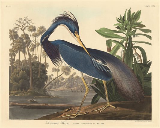 10 iconic bird species seen in "Birds of America" by Jean-Jacques Audubon