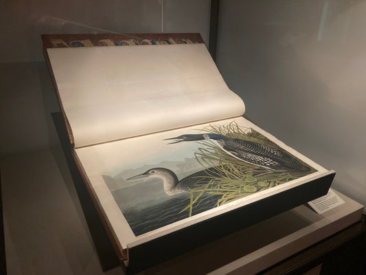 The Birds of America: The Story Behind the World's Most Expensive Book