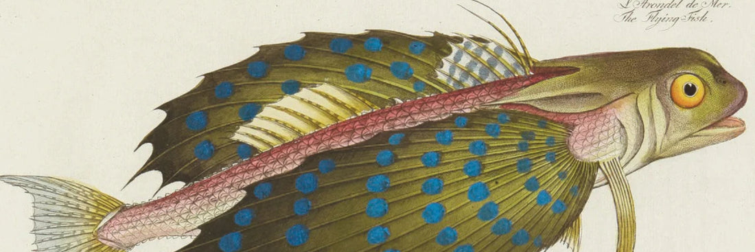 The Most Beautiful Natural History Plates: The Pioneers