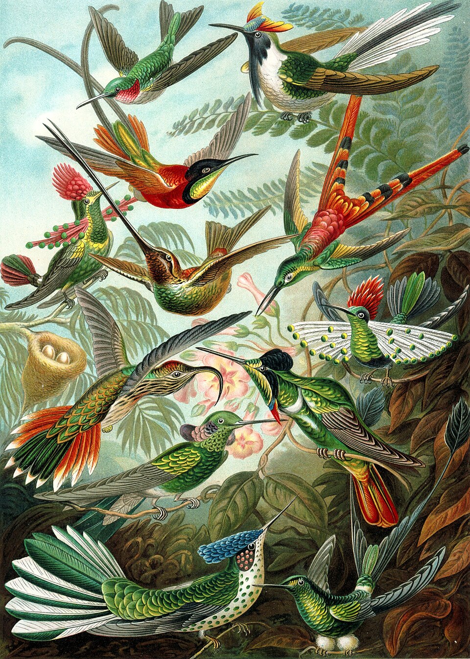 Natural History Plates