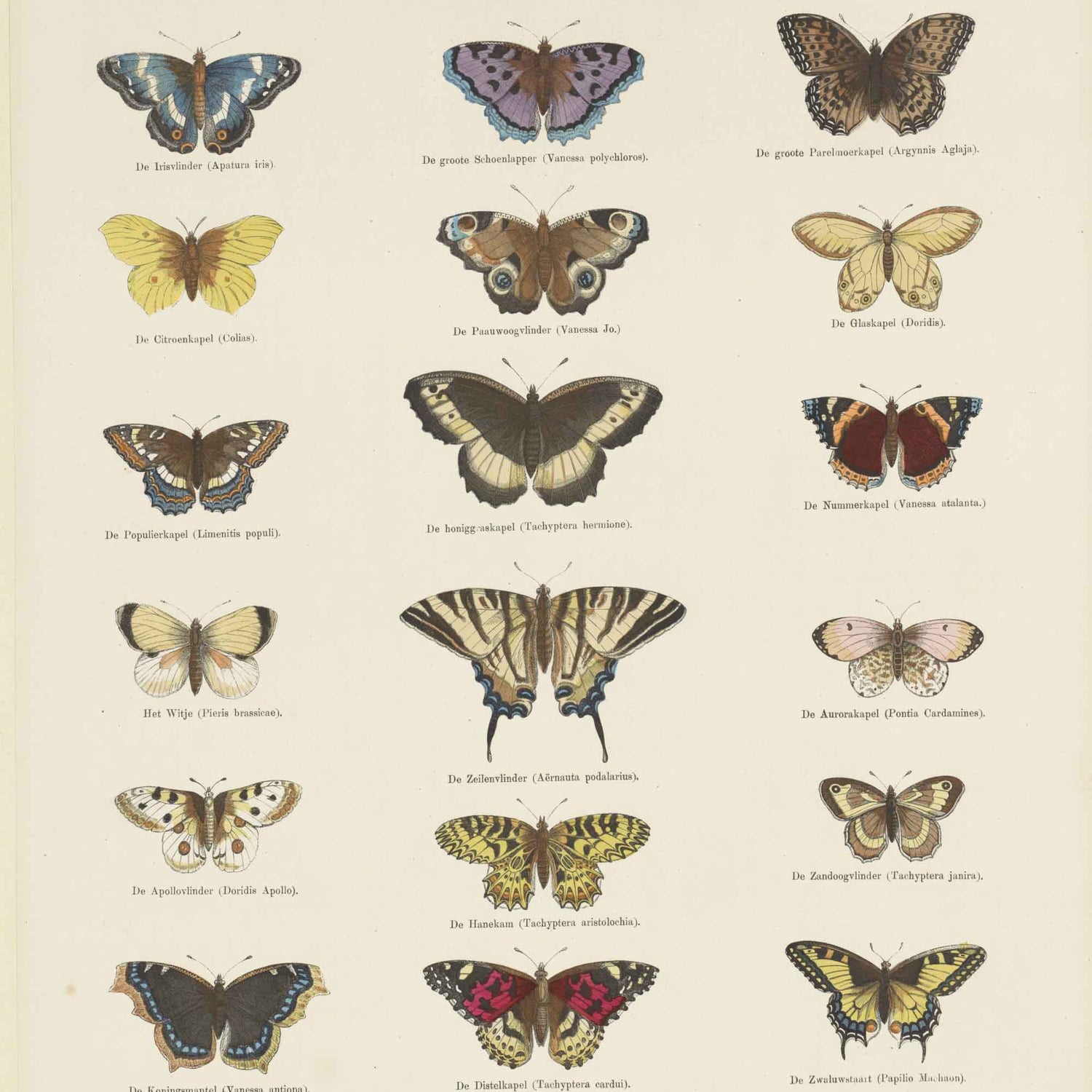 Natural History Plates