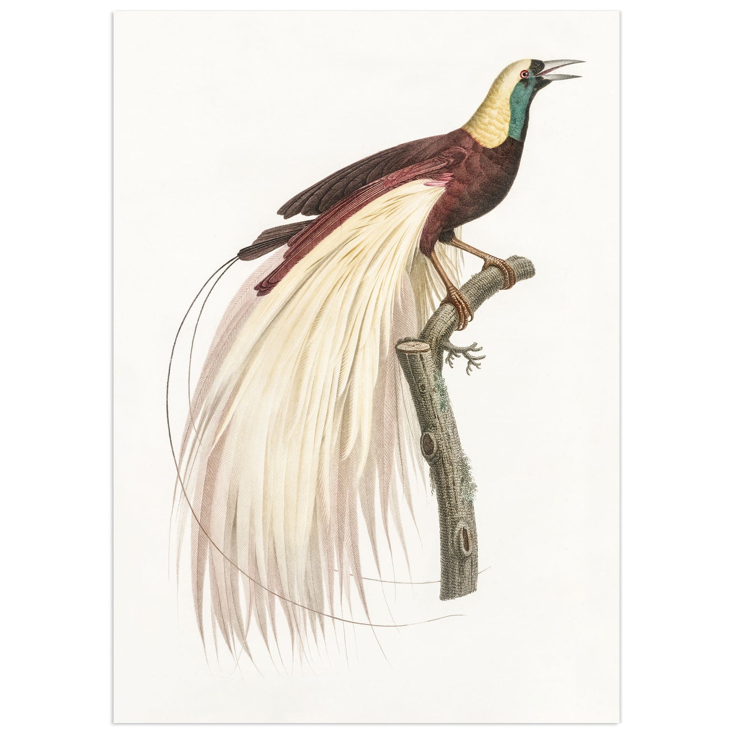The Birds of Le Vaillant — Natural history plates from the edges of the world