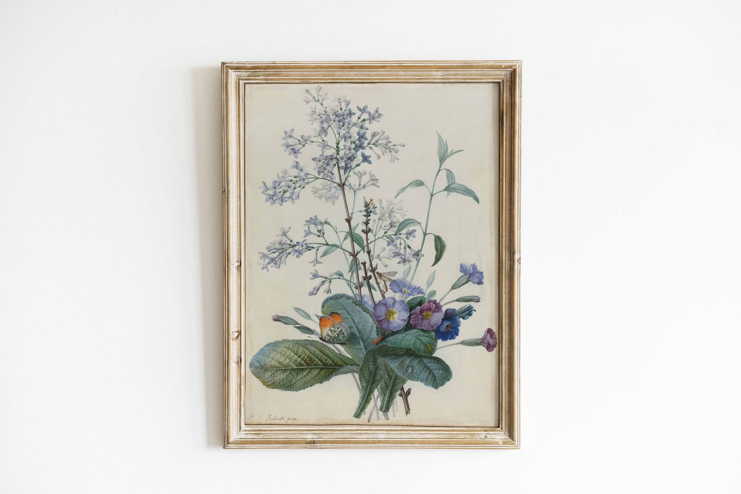Botanical illustration of primrose flowers (Primula) by Pierre-Joseph Redouté, featuring delicate purple and white blossoms with green leaves on a neutral background.