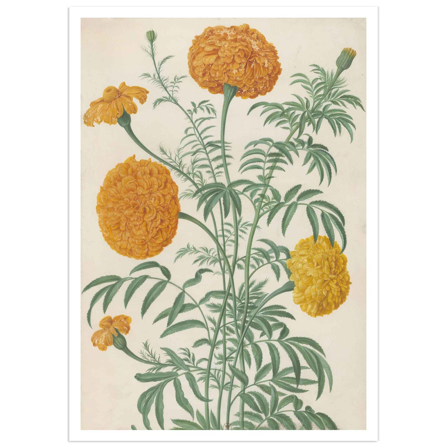 Indian Rose illustration Botanical poster johann walter illustration from Nassau florilegium 