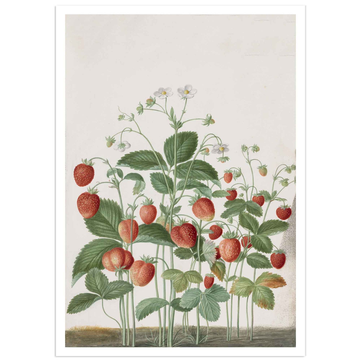 Strawberry poster johann walter illustration from Nassau florilegium 