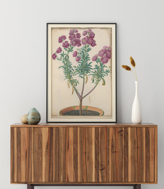 Pink-flowered wallflower, Johann Walter