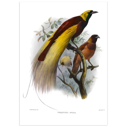 Birds of Paradise Poster  - Natural history illustration