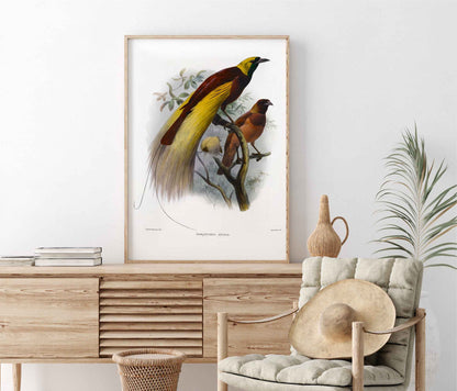 Affiche Oiseaux de Paradis - Illustration d'histoire naturelle