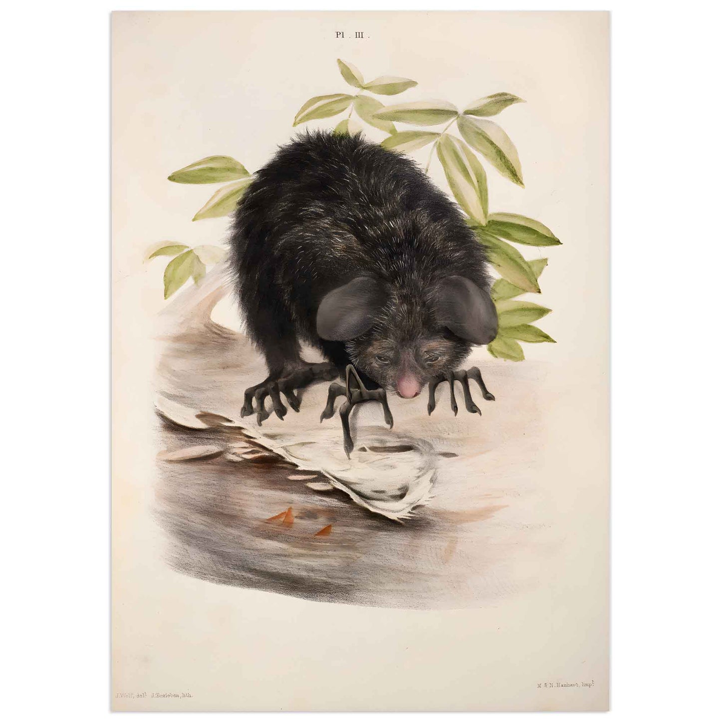 Africa's Aye-Aye