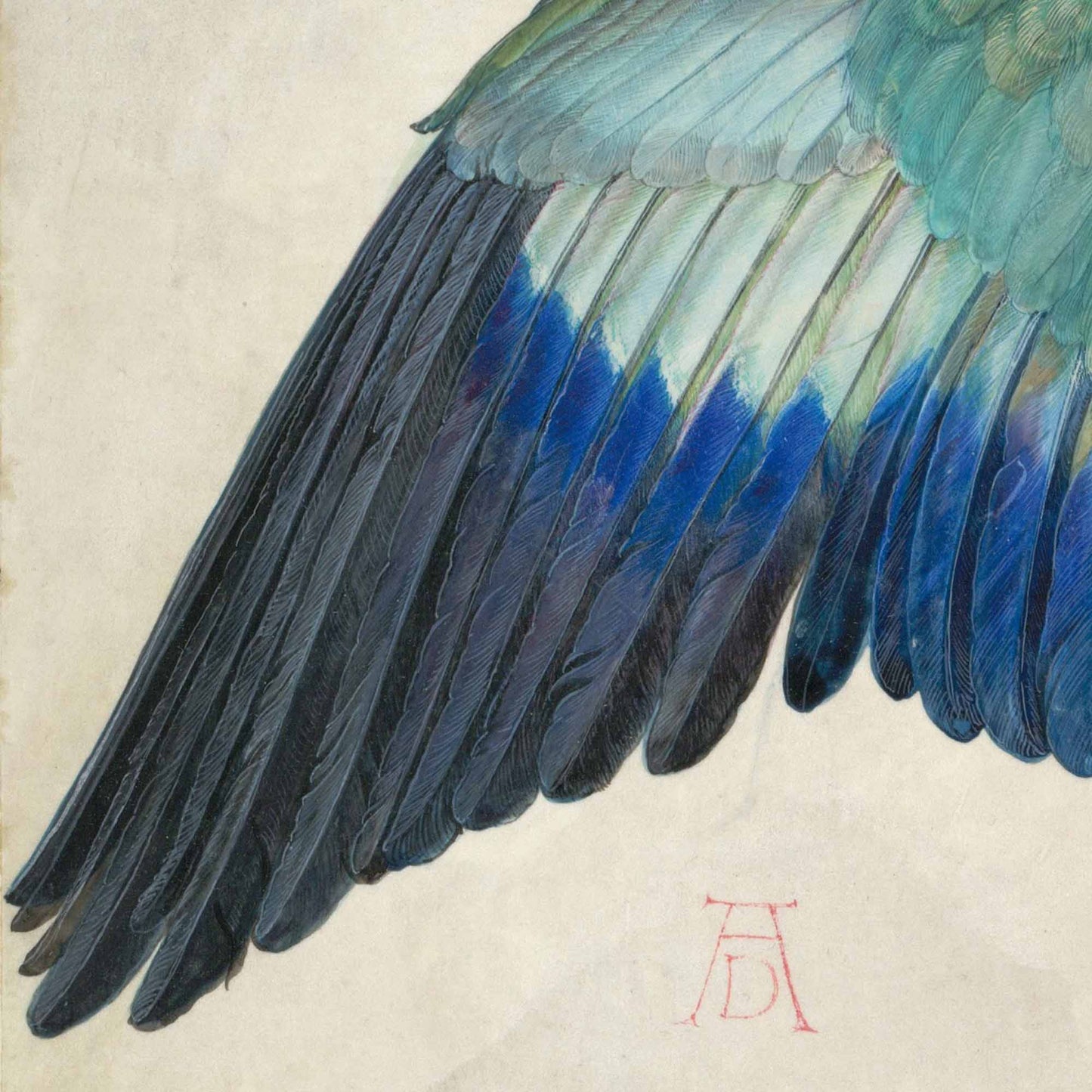 Wing of a European Roller – Albrecht Dürer