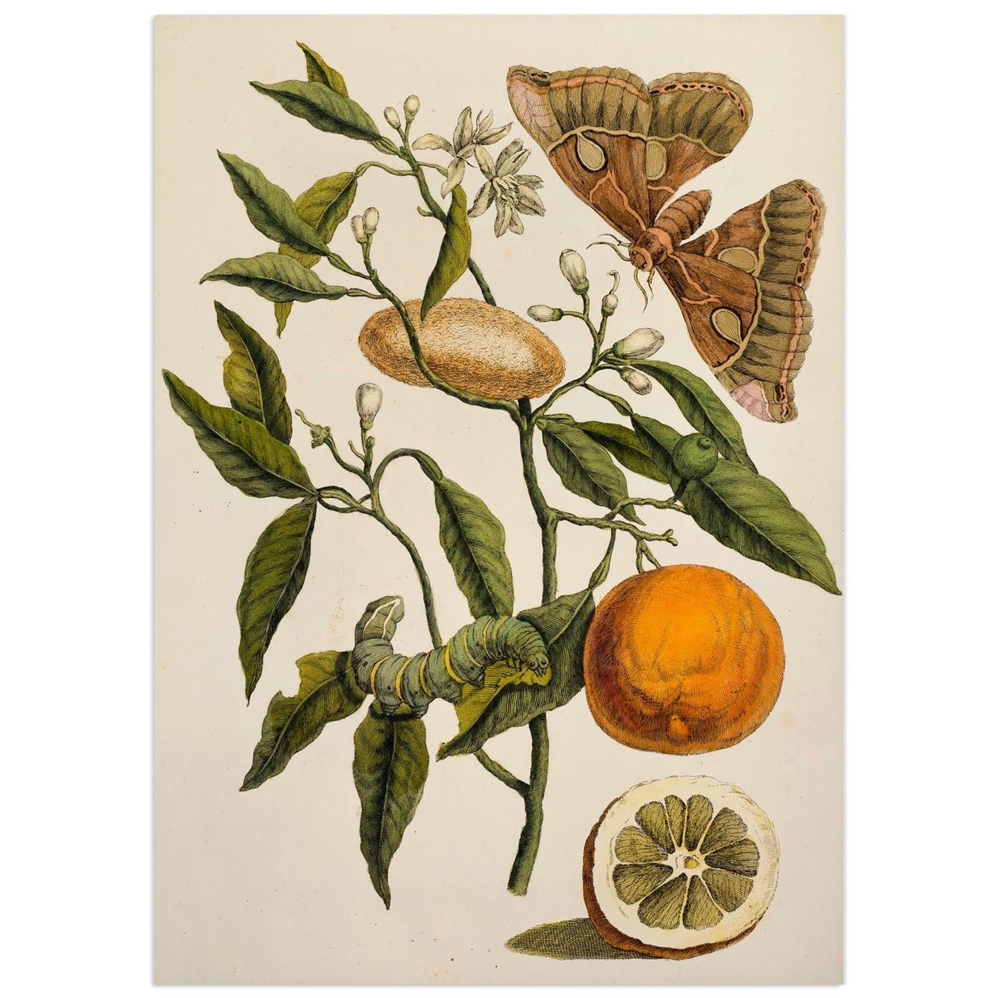 Affiche Citron et Papillon - Anna Sibylla Merian