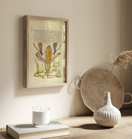 Damselflies, Spanish Iris, and Star-of-Bethlehem