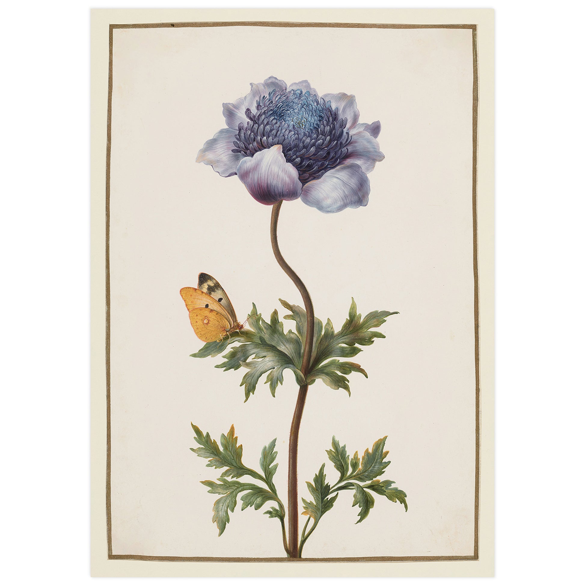 Barbara Regina Dietzsch botanical flower illustration with butterfly, vintage natural history art print.