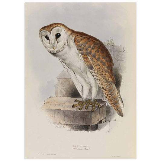 Barn Owl poster - John Gould