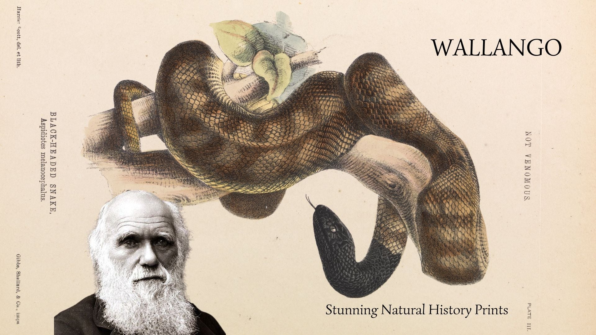 Illustration of a large snake with a portrait of Charles Darwin and the brand 'Wallango' on a beige background.