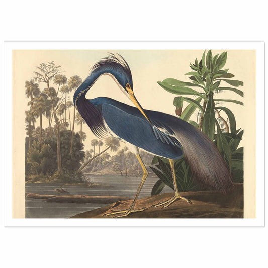 Blue Heron artwork by Jean-Jacques Audubon