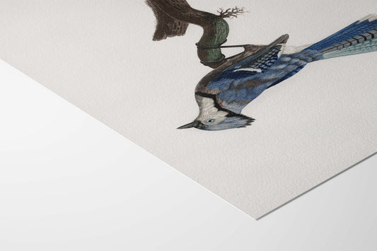 Illustration of a blue jay bird on a textured beige background