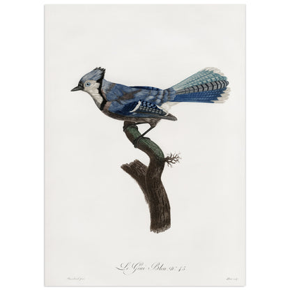 Geai bleu, François Le Vaillant