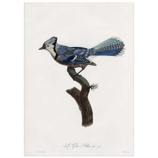 Geai bleu, François Le Vaillant