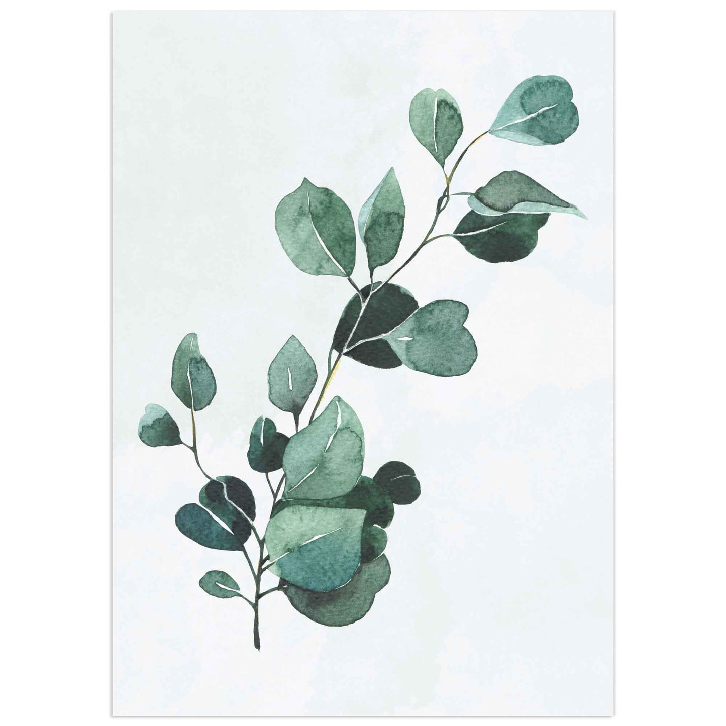 Botanical illustration of a eucalyptus branch with soft green leaves on a light background