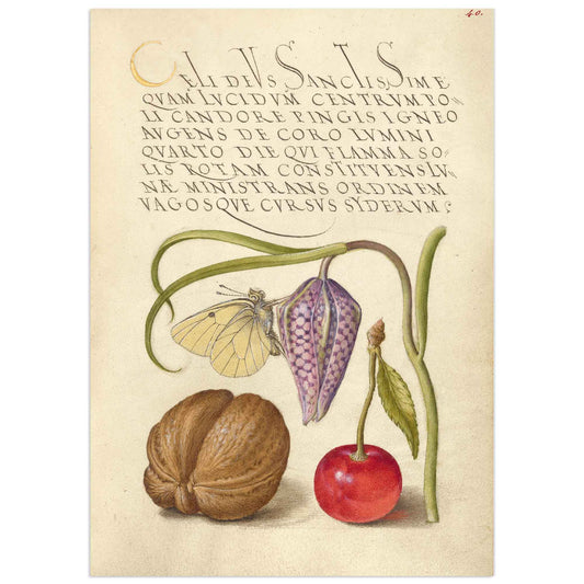 Mira  Calligraphiae Monumenta | Butterfly, Snakeshead, English Walnut, and Sweet Cherry by Joris Hoefnagel