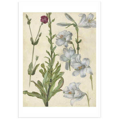 Watercolor of catchfly and lily flowers by Albrecht Dürer, showing botanical detail and Renaissance composition.