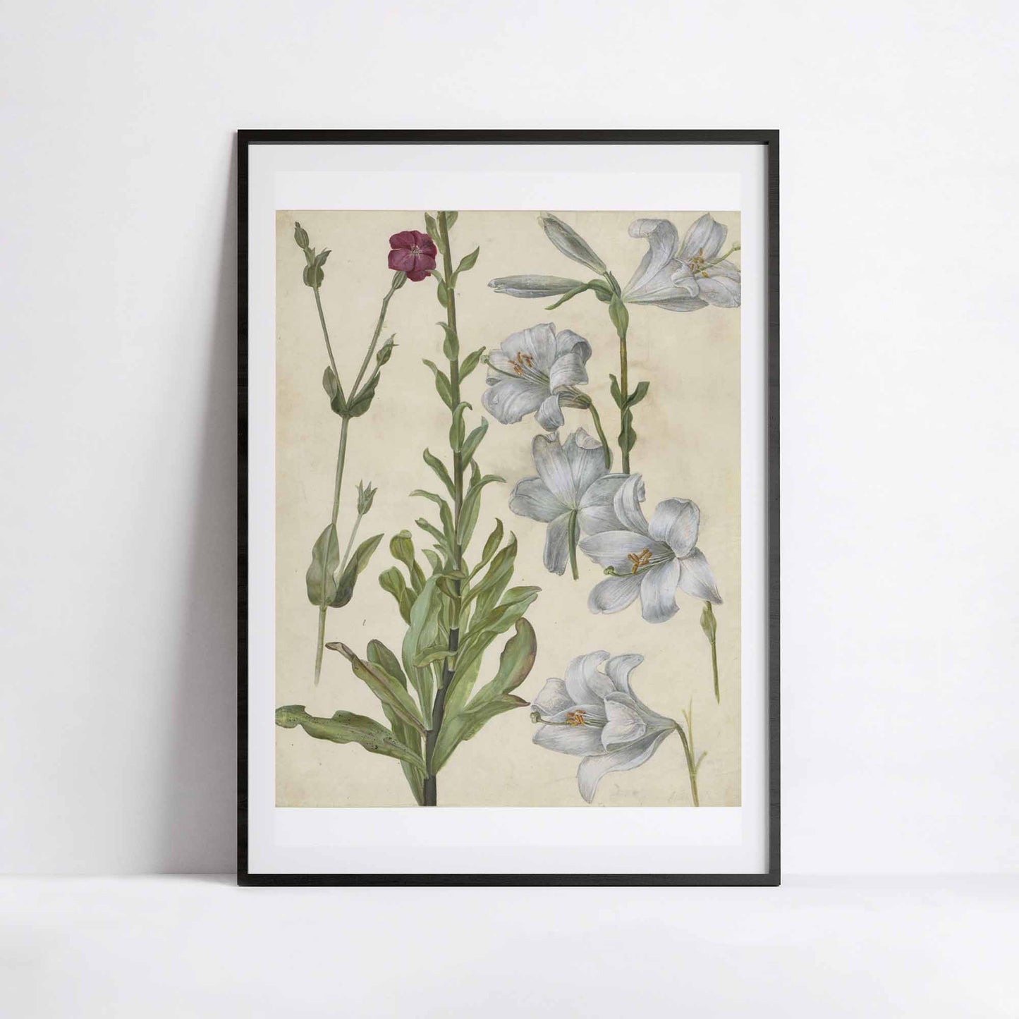 Catchfly and Lilies – Albrecht Dürer