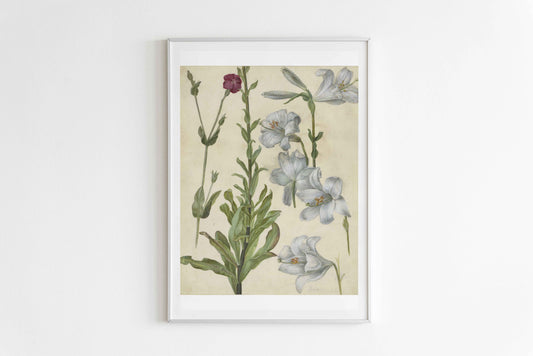 Catchfly and Lilies – Albrecht Dürer