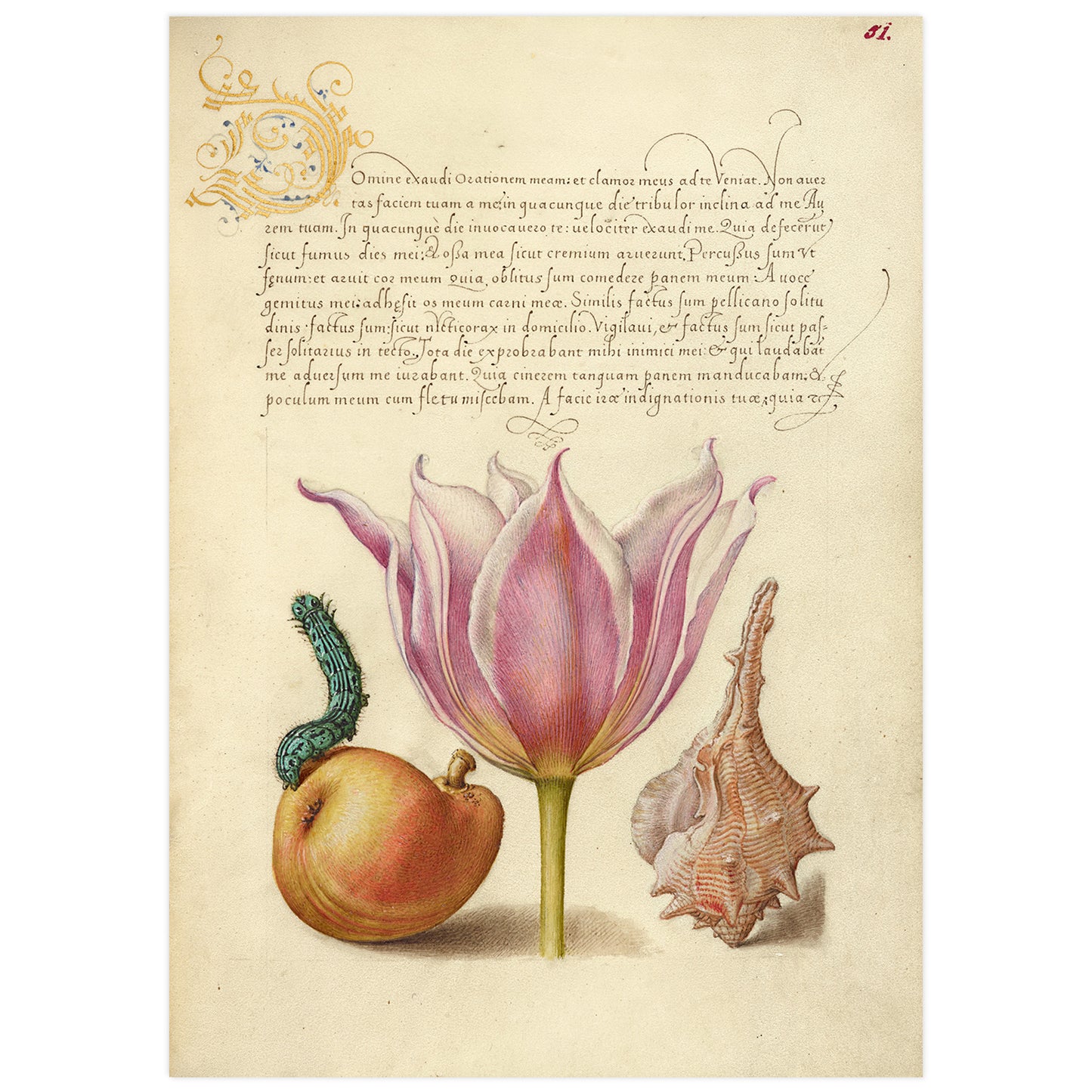 Calligraphy and illustration: Caterpillar, Pear, Tulip, and Purple Snail, late medieval style illustration by Joris Hoefnagel 