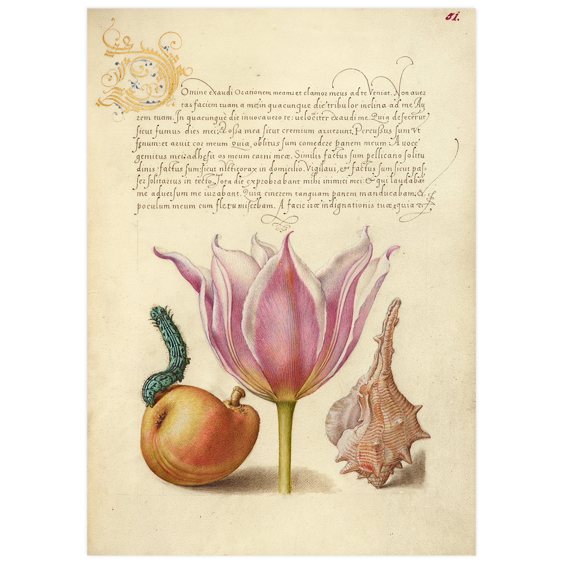 Calligraphy and illustration: Caterpillar, Pear, Tulip, and Purple Snail, late medieval style illustration by Joris Hoefnagel 