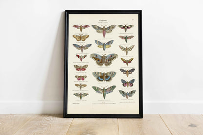 Affiche de collection Papillons - Planche d'histoire naturelle