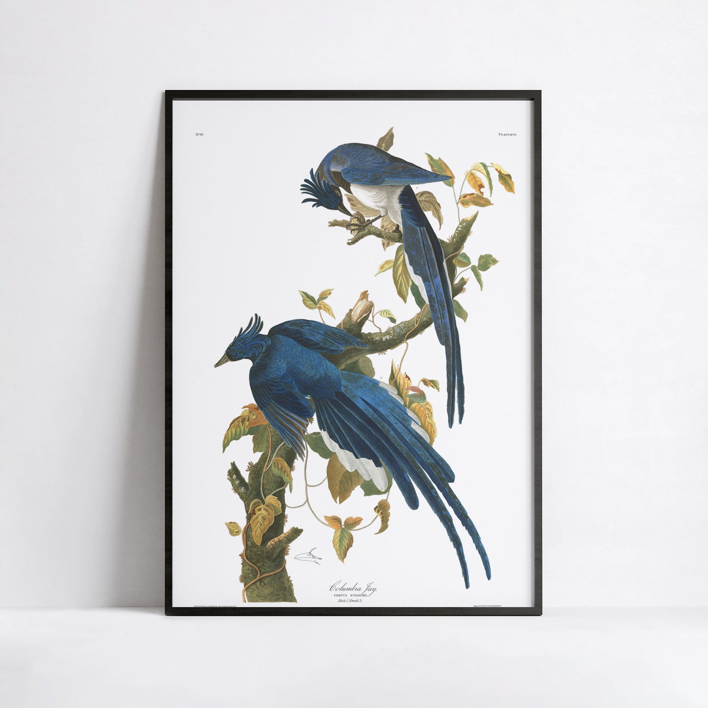 Luxury fine art giclée print of Audubon Columbia Jay Plate 96 on Hahnemühle German Etching paper showing blue crested Steller's Jays with black heads on oak branch with acorns and golden leaves