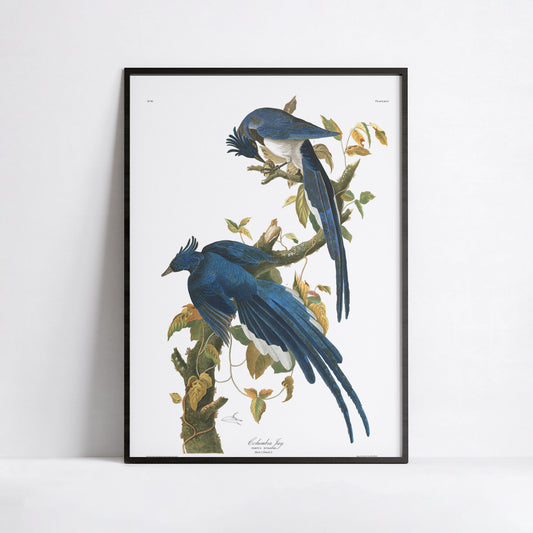 Luxury fine art giclée print of Audubon Columbia Jay Plate 96 on Hahnemühle German Etching paper showing blue crested Steller's Jays with black heads on oak branch with acorns and golden leaves