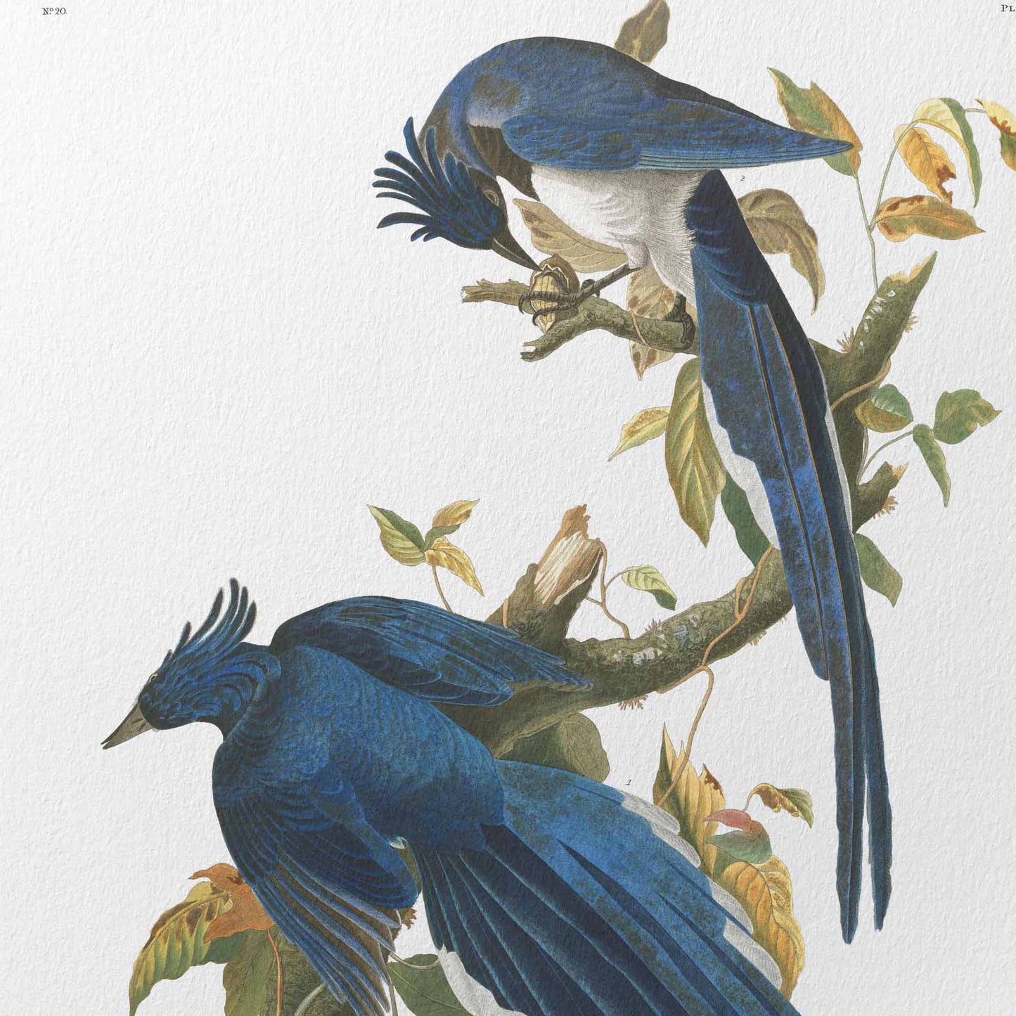 Columbia Jay Print - Audubon Birds of America Plate 96 - Fine Art Giclée on Hahnemühle Paper