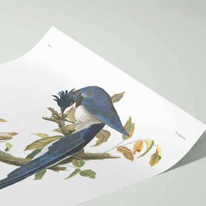 Columbia Jay Print - Audubon Birds of America Plate 96 - Fine Art Giclée on Hahnemühle Paper