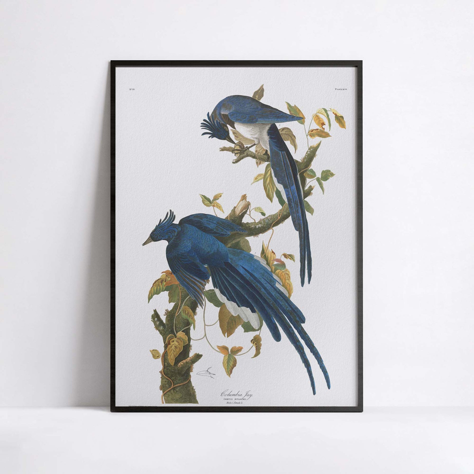 Luxury fine art giclée print of Audubon Columbia Jay Plate 96 on Hahnemühle German Etching paper showing blue crested Steller's Jays with black heads on oak branch with acorns and golden leaves